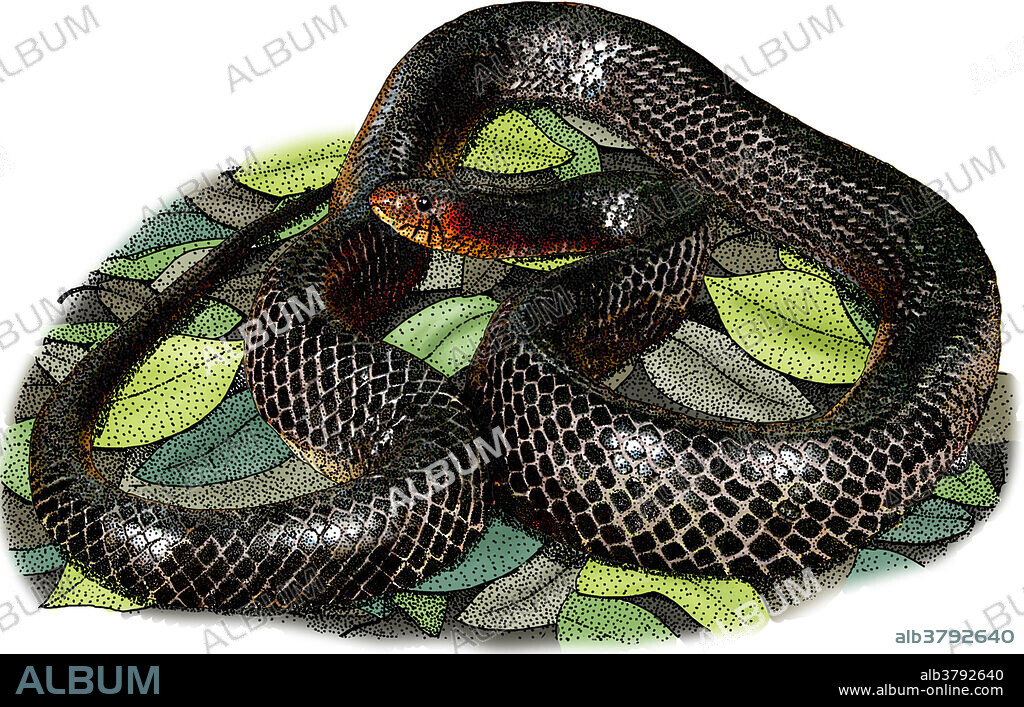 Illustration of the Eastern Indigo Snake (Drymarchon couperi), a species of large, nonvenomous, colubrid snake native to the eastern United States. It is the longest native snake species in the U.S.