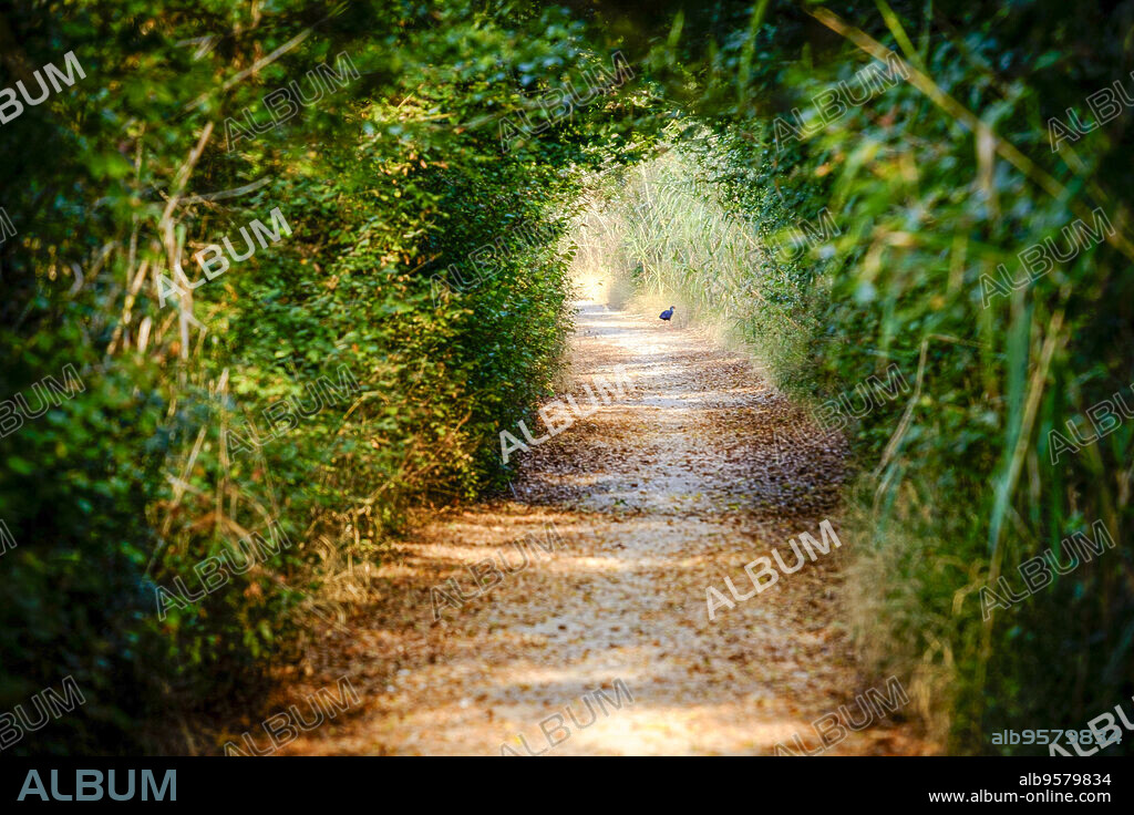 Riparian vegetation forming a path, S'Albufera de Mallorca Natural Park, municipalities of Muro and Sa Pobla. Mallorca, Balearic Islands, Spain.