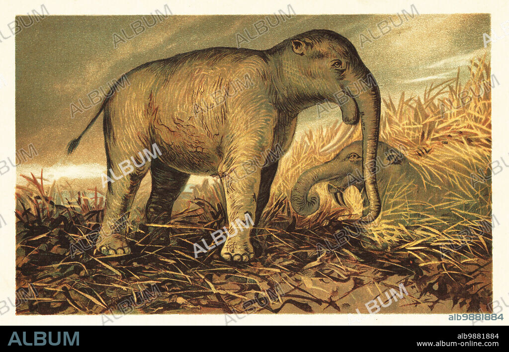 Deinotherium giganteum, large extinct prehistoric relative of modern-day elephants that lived from the Middle Miocene to the Early Pleistocene. Dinotherium giganteum Kaup. Colour printed illustration by F. John from Wilhelm Bolsches Tiere der Urwelt (Animals of the Prehistoric World), Reichardt Cocoa company, Hamburg, 1908.