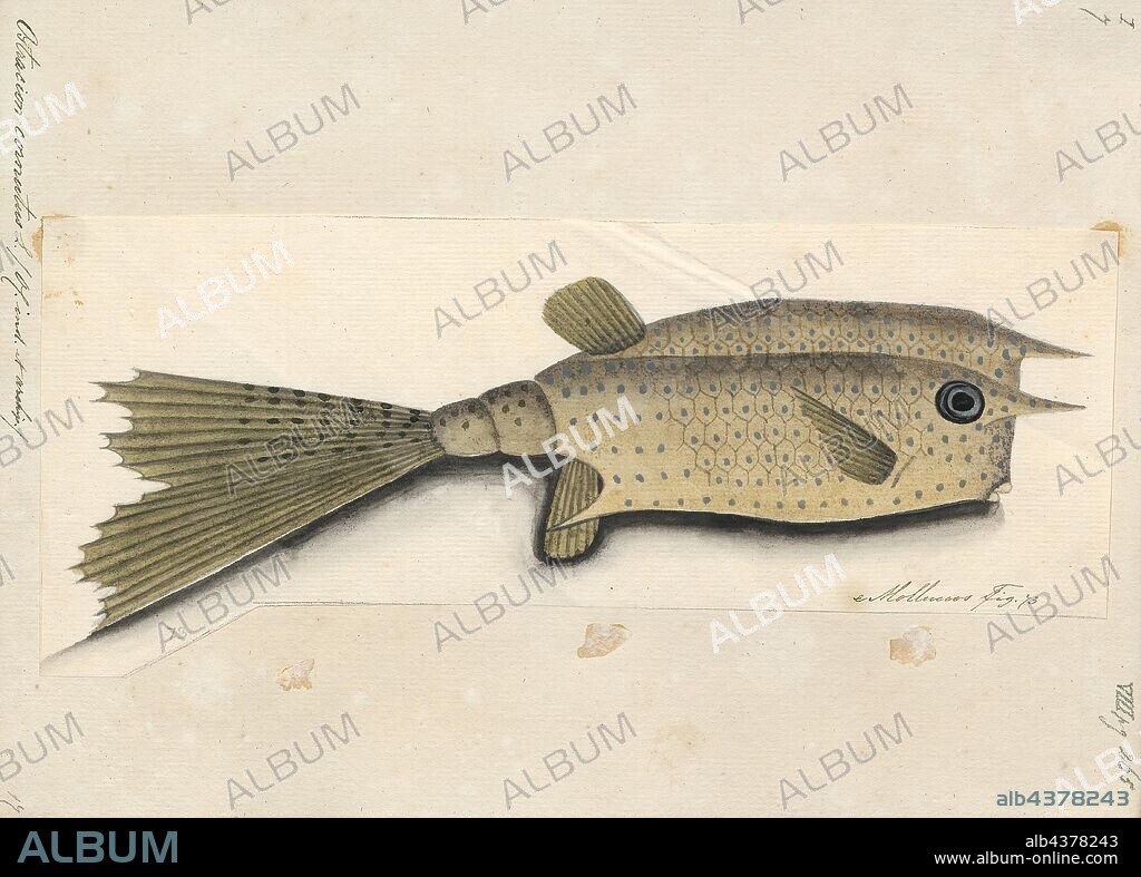 Ostracion cornutus, Print, Ostracion cornutus. Ostracion is a genus of the boxfish family Ostraciidae. It was first described by Carl Linnaeus in 1758., 1700-1880.