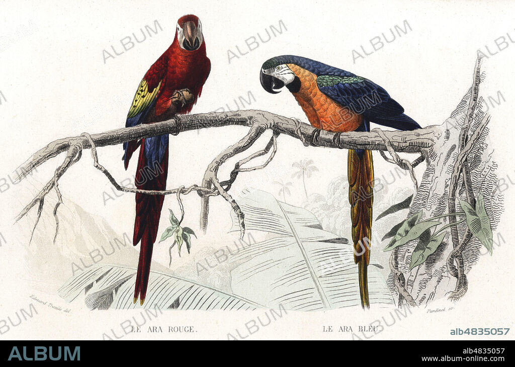 Le Arar rouge. Le Ara bleu. Illustration de Edouard TRAVIES (1809-1871) tiree des Oeuvres completes de BUFFON (1707-1788) tome 3, edition de 1866. Credit : Collection KHARBINE-TAPABOR.
