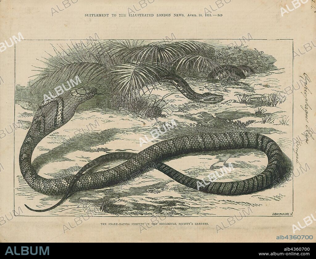 Ophiophagus elaps, Print, The king cobra (Ophiophagus hannah), also known as the hamadryad, is a venomous snake species in the family Elapidae, endemic to forests from India through Southeast Asia. It is threatened by habitat destruction and has been listed as Vulnerable on the IUCN Red List since 2010. It is the world's longest venomous snake.Adult king cobras are 3.18 to 4 m (10.4 to 13.1 ft) long. The longest known individual measured 5.85 m (19.2 ft). Despite the word "cobra" in its common name, this species does not belong to the genus Naja, the true cobras, but is the sole member of its own genus Ophiophagus. It preys chiefly on other snakes and occasionally on some other vertebrates, such as lizards and rodents. It is a dangerous snake when agitated or provoked that has a fearsome reputation in its range, although it is typically shy and avoids confrontation with humans when possible., 1875.