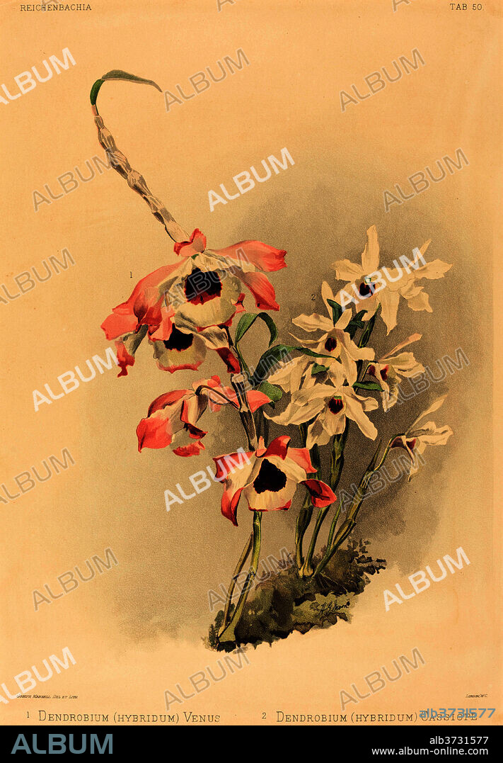 JOSEPH MANSELL AFTER HENRY GEORGE MOON. Dendrobium (Hybridium) Venus and Dendrobium (Hybridium) Cassiope. Medium: color lithograph.