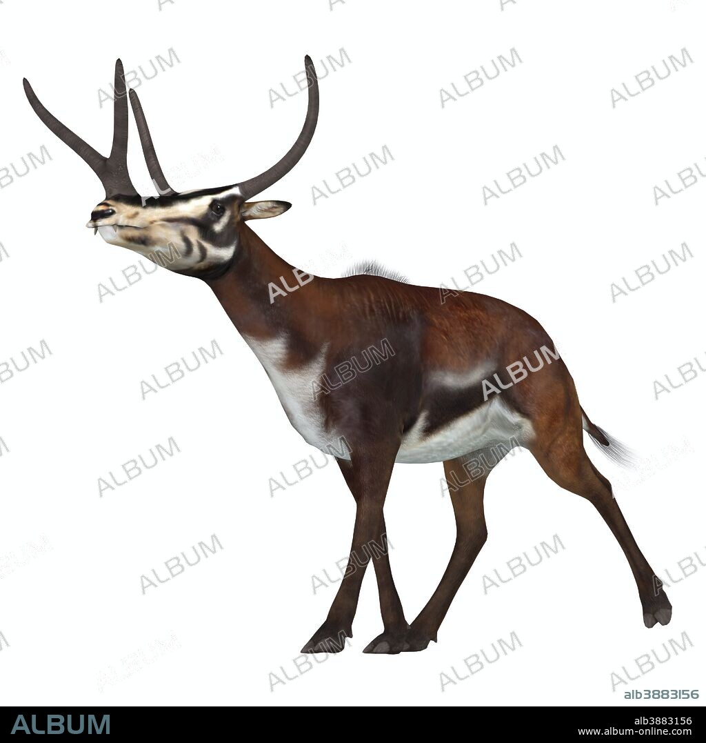 Kyptoceras on white background. Kyptoceras was an ungulate mammal that lived in North America during the Miocene to Pliocene Ages of the Cenozoic Era.