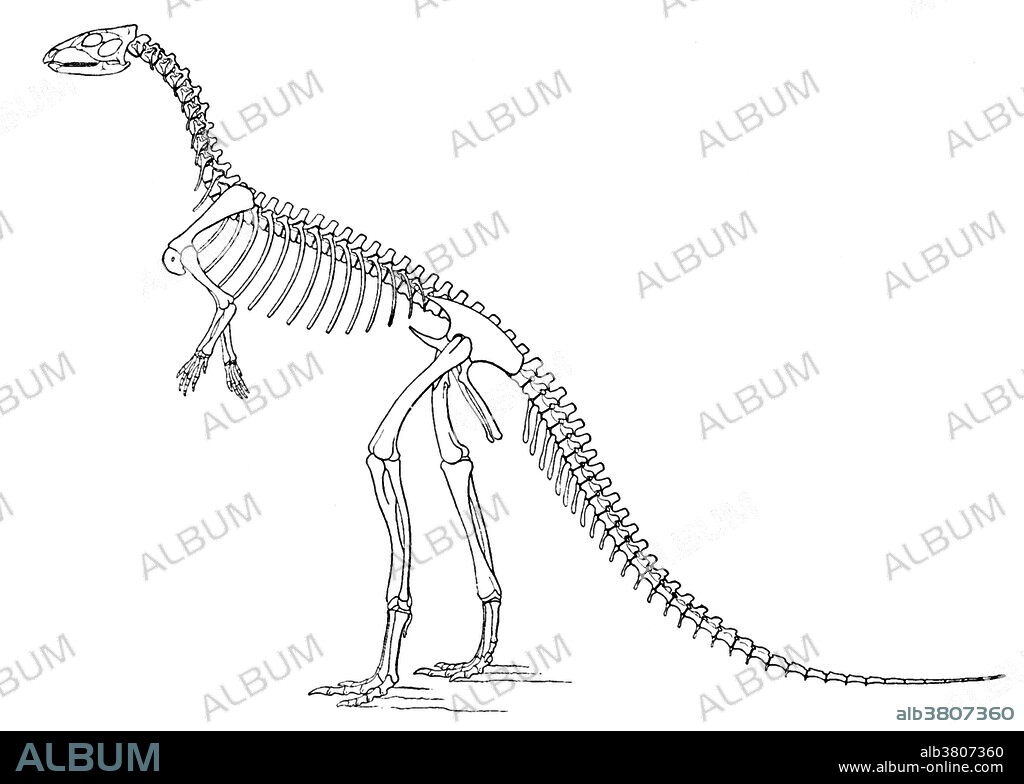 Othnielosaurus AKA Laosaurus consors