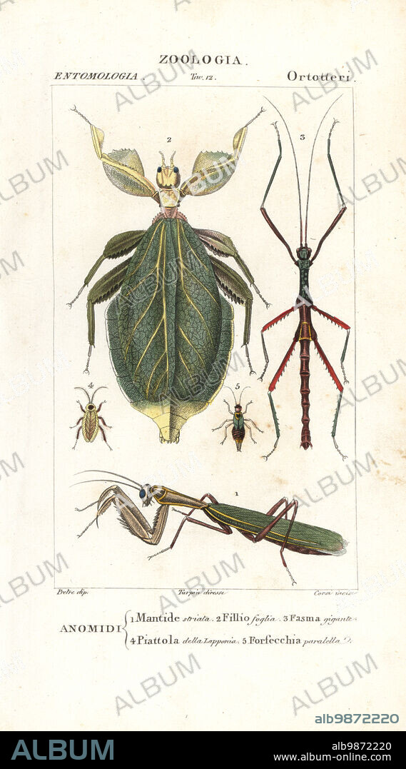 European mantis, Mantis religiosa 1, leaf insect, Phyllium siccifolium 2, stick insect, Phasma gigas 3, dusky cockroach, Ectobius lapponicus 4, and earwig, Forficula parallela 5. Handcoloured copperplate stipple engraving from Jussieu's Dizionario delle Scienze Naturali, Dictionary of Natural Science, Florence, Italy, 1837. Illustration engraved by Verico, drawn by Jean Gabriel Pretre and published by Batelli e Figli. Turpin (1775-1840) is considered one of the greatest French botanical illustrators of the 19th century.