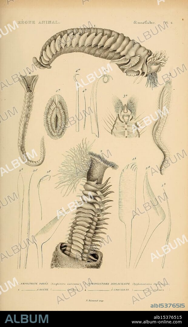 Le règne animal distribué d'après son organisation Paris, 1836-1849 Anatomy, Comparative Animals Classification Identification Nomenclature Zoology Museum of Comparative Zoology Annelids Worms, The illustration showcases various marine organisms belonging to the phylum Annelida, commonly known as segmented worms. It features detailed anatomical drawings of different species, highlighting their unique structures and adaptations. The top left displays a representative of the polychaete group, characterized by its bristle-like appendages, which aid in locomotion and feeding. Adjacent to it, another specimen reveals its intricate body segments and external features. The lower section presents a close-up of a segmented body, emphasizing the distinctive parapodia and setae that define these creatures. Each labeled part demonstrates the diversity and complexity of their morphology, contributing to their ecological roles in aquatic environments.