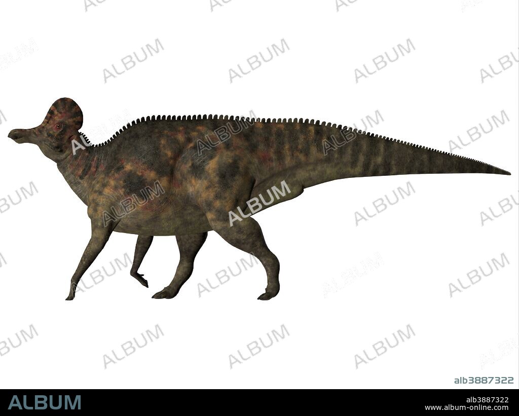 Corythosaurus is a herbivorous duck-billed dinosaur that lived in North America during the Cretaceous Period.
