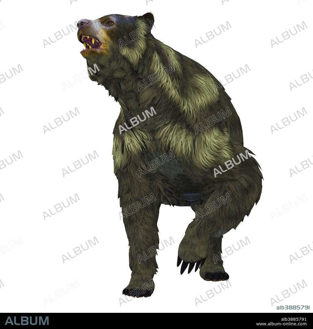 Front view of an Arctodus short-faced bear. Arctodus, also known as the short-faced bear, is an extinct mammal that lived in North America in the Pleistocene Age.