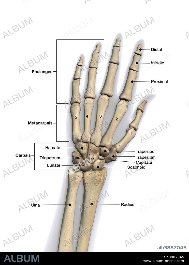 Bones of the human hand with labels.