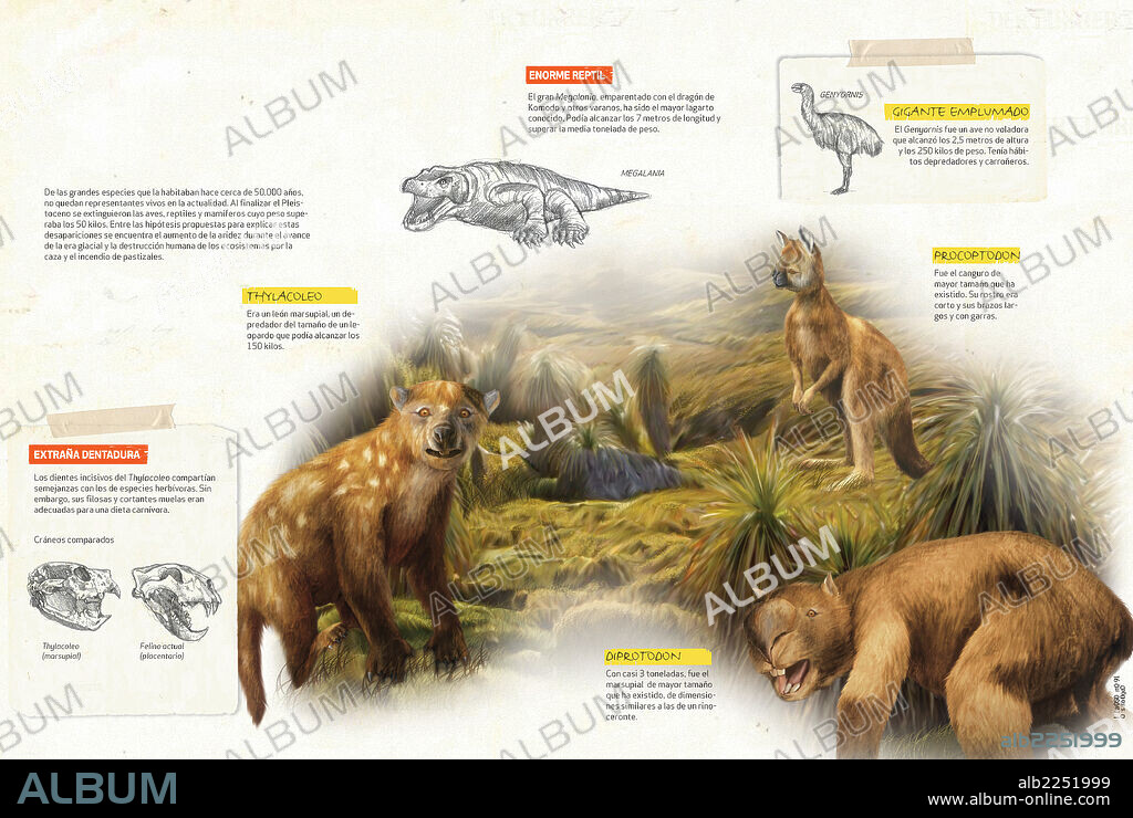 Australian megafauna. Infographics about the megafauna present in Australia during the Pleistocene period of the Cenozoic era.