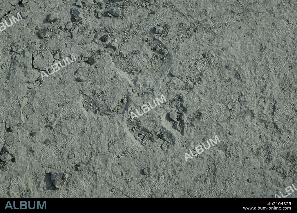 YACIMIENTO ARQUEOLOGICO EN CASAMONTERO (M-50). HUELLAS DE MASTODONTE Y FOSILES.