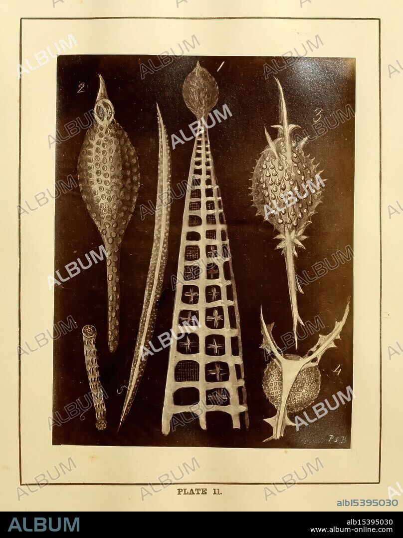 Figures of remarkable forms of polycystins Or allied organisms In the Barbados chalk deposit Chiefly from that collected by Dr. Davy And which he had noticed in a lecture delivered to the Agricultural Society of Barbados In July 1846 Windermere Printed by John Garnett 1862 Barbados Polycystid fossil Protozoa fossil Radiolaria Museum of Comparative Zoology Priscilla Susan Burd Women in science, A collection of intricately designed marine lifeforms, showcasing various shapes and textures. The specimens include elongated figures resembling horns or spikes, a tall tower-like structure adorned with a grid pattern, and spherical forms with spiny protrusions. These organisms, characterized by their unique anatomical features, highlight the diversity and complexity of oceanic biodiversity. Each specimen is carefully labeled with numbers for identification, illustrating the importance of classification in understanding the relationships among different species.