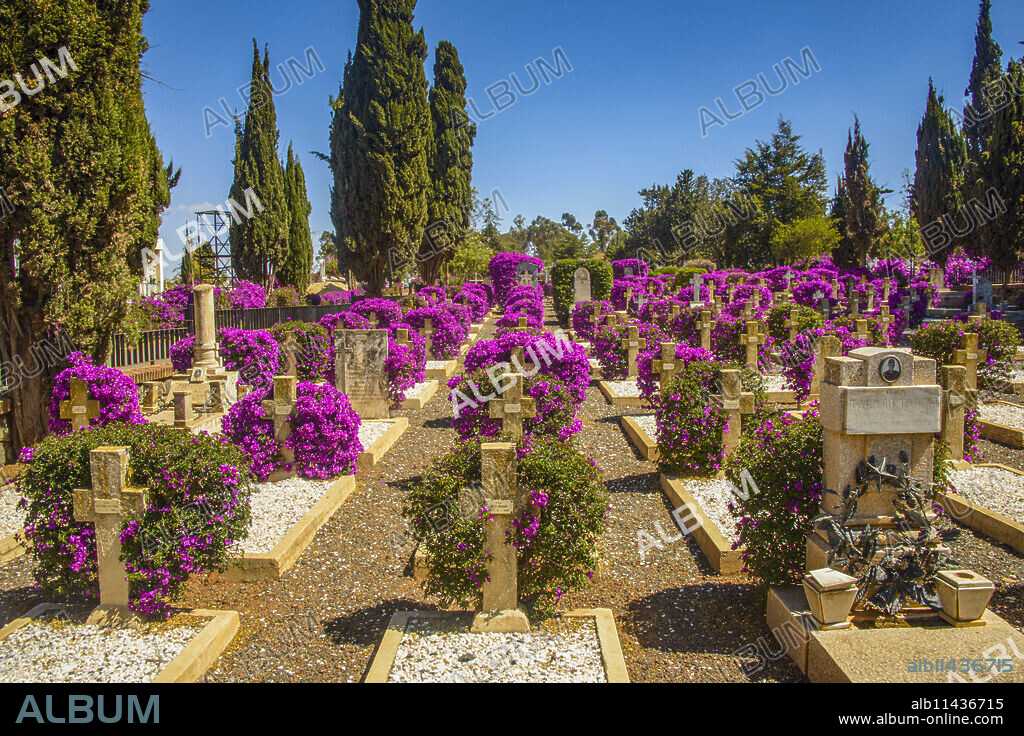 Blooming flowers at the Italian cemetery in Asmara capital of Eritrea.