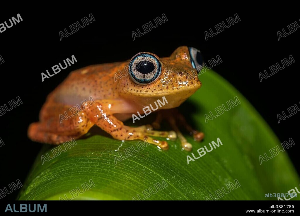 Tree climbing frog species (Boophis pyrrhus) sits on leaf, Andasibe National Park, Madagascar