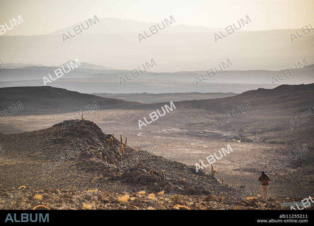 Trekking at sunset in Cactus Valley (Los Cardones Ravine), Atacama Desert, North Chile, South America.