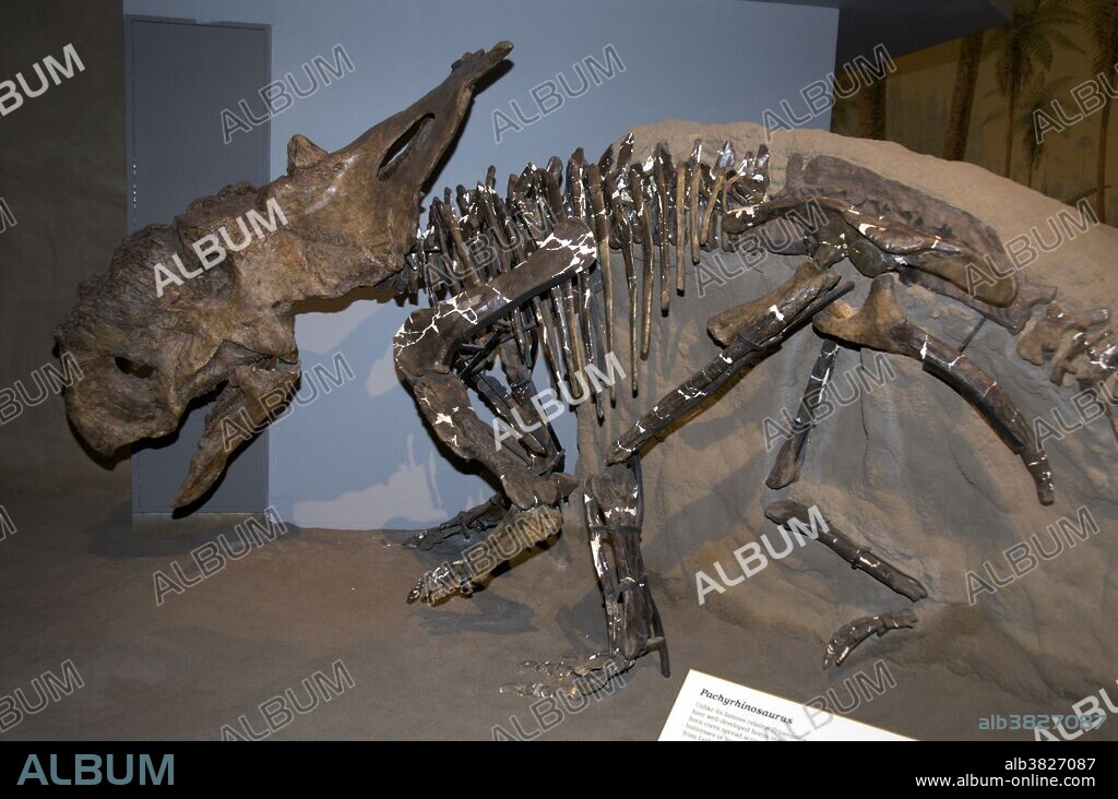 Skeleton of a Pachyrhinosaurus dinosaur. Pachyrhinosaurus (meaning "thick-nosed reptile") is a genus of ceratopsid dinosaur from the Late Cretaceous period of North America. Instead of horns, the skull bears massive, flattened bosses, the largest being over the nose. These were probably used in butting and shoving matches, like musk oxen. A single pair of horns grew from the frill and extended upwards. It appears that both the shape and size of the frill was highly individualized. Pachyrhinosaurus was 5.5 to 7 meters (18 to 23 ft) long. It weighed about four tons. It was herbivorous and possessed strong cheek teeth to help it chew tough, fibrous plants. Grande Prairie, Alberta, Canada.