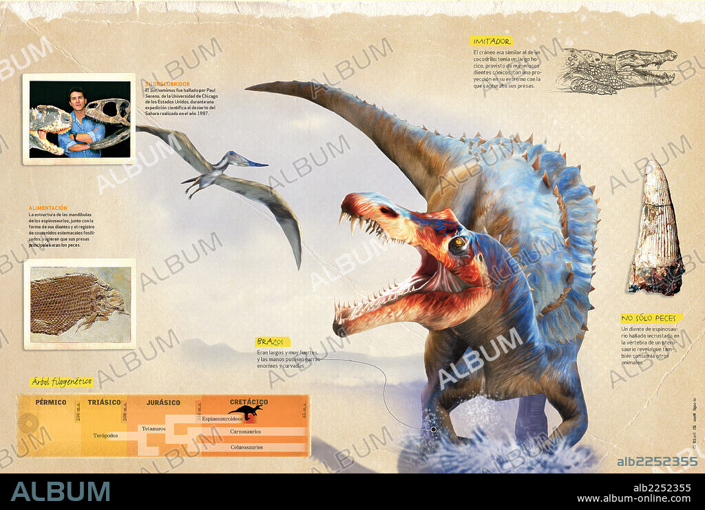 Características del Suchomimus. Infografía sobre los hábitos y árbol filogenético del Suchomimus, dinosaurio carnívoro que vivió en el Cretácico.