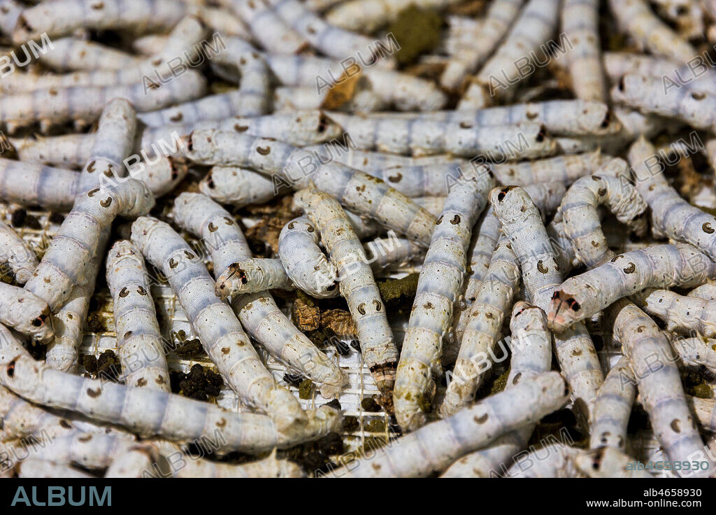 Collodi, Villa Garzoni, the Butterfly House: silkworms (Bombyx mori).