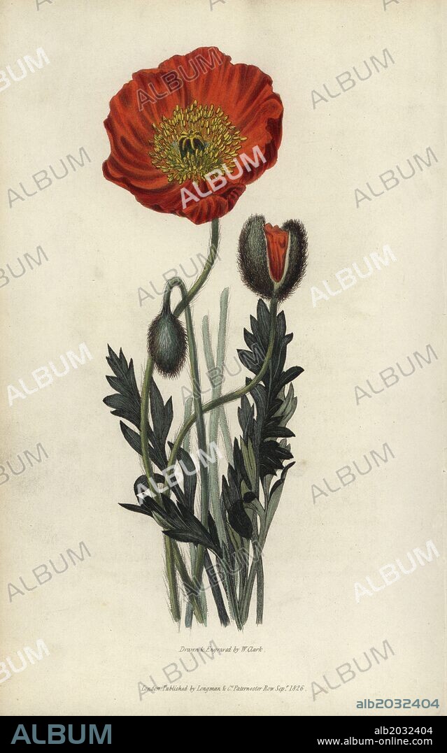 Scarlet naked-stalked poppy, Papaver nudicaule coccinea. Handcoloured botanical illustration drawn and engraved by William Clark from Richard Morris's "Flora Conspicua" London, Longman, Rees, 1826. William Clark was former draughtsman to the London Horticultural Society and illustrated many botanical books in the 1820s and 1830s.