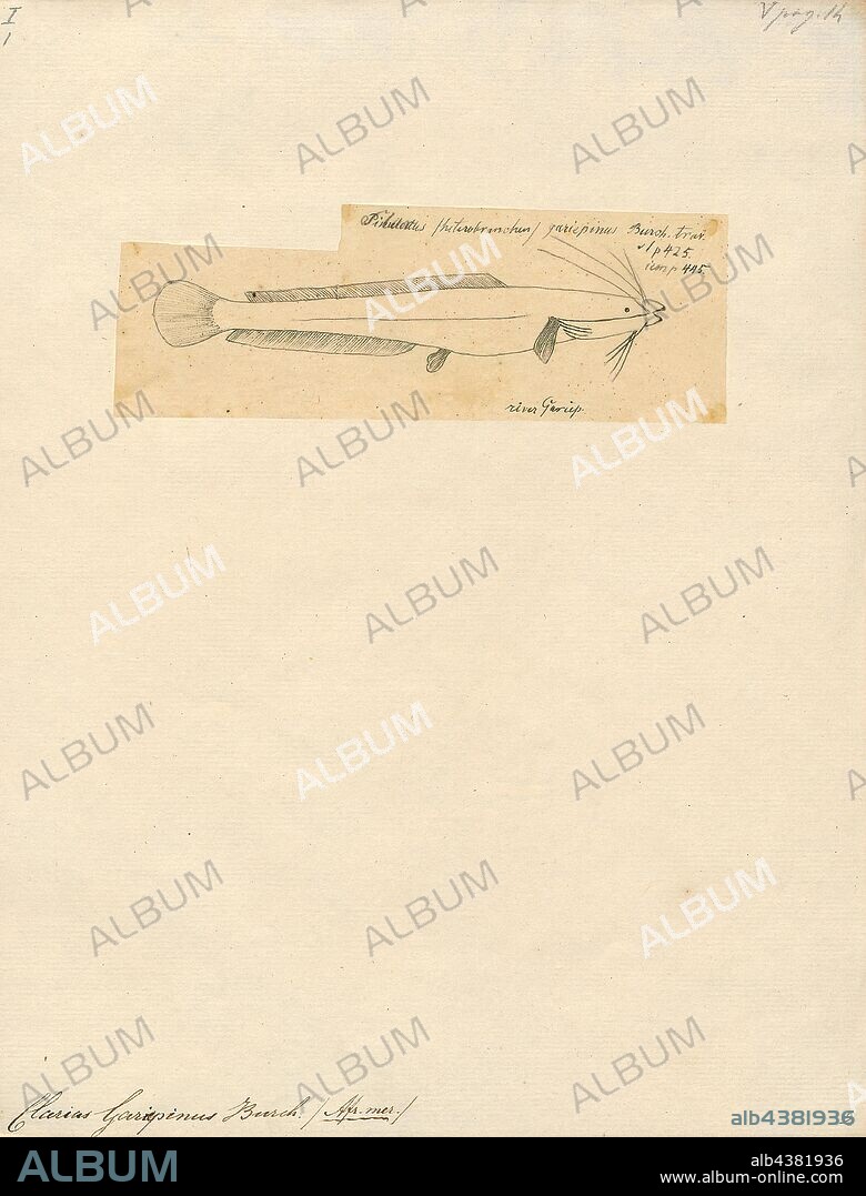 Clarias gariepinus, Print, Clarias gariepinus or African sharptooth catfish is a species of catfish of the family Clariidae, the airbreathing catfishes., 1700-1880.