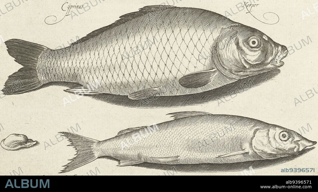 Carp and houting, inscriptions identify the fish in Latin and Dutch, Carp and houting Libelivs varia Genera piscium complectens (series title) Freshwater fish, marine fish, frogs, crustaceans and sea creatures (series title), print maker: Nicolaes de Bruyn, (mentioned on object), Nicolaes de Bruyn, publisher: Francoys van Beusekom, Netherlands, 1581 - 1656, paper, engraving, h 122 mm × w 227 mm.