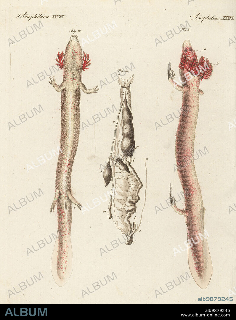 Olm or proteus, Proteus anguinus, vulnerable. Dorsal I, ventral II, and internal organs III. Handcoloured copperplate engraving from Carl Bertuch's Bilderbuch fur Kinder (Picture Book for Children), Weimar, 1815. A 12-volume encyclopedia for children illustrated with almost 1,200 engraved plates on natural history, science, costume, mythology, etc., published from 1790-1830.