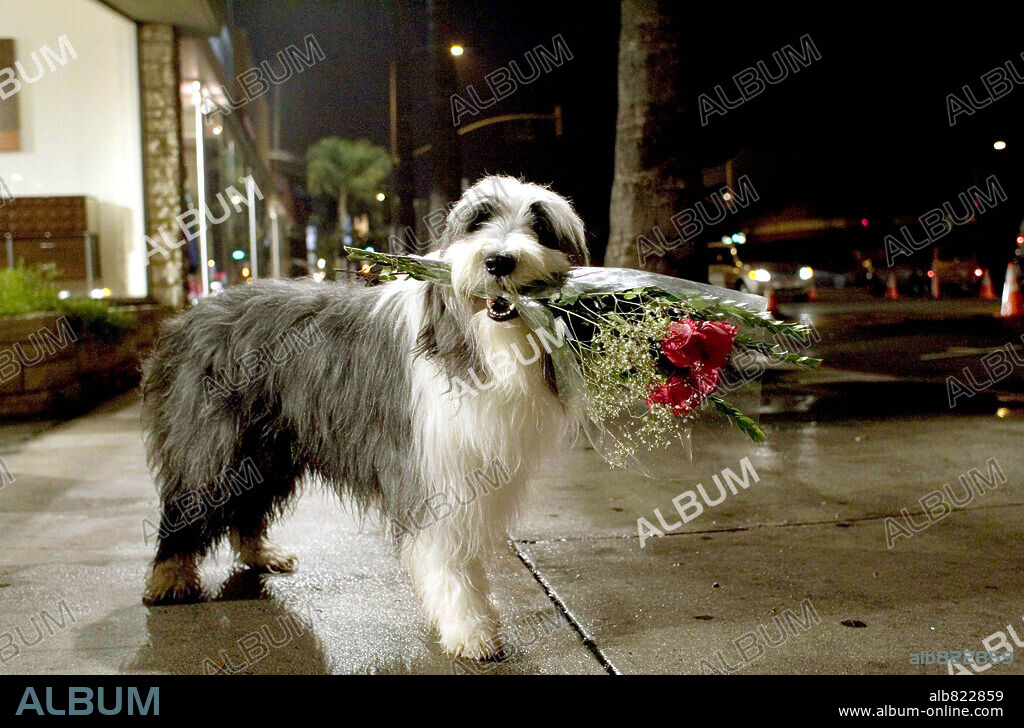 CARIÑO, ESTOY HECHO UN PERRO, 2006 (THE SHAGGY DOG), dirigida por BRIAN ROBBINS. Copyright DISNEY ENTERPRISES / LEDERER, JOSEPH.