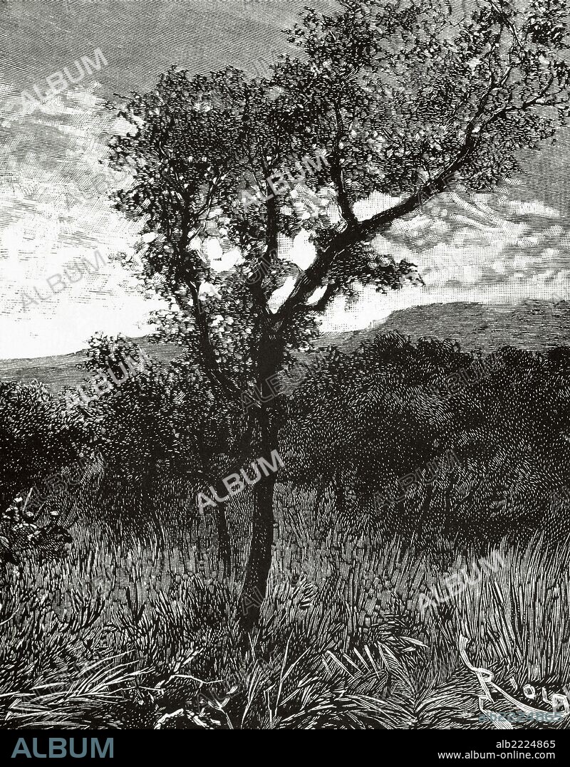 HISTORIA DE AFRICA. EXPLORACION DEL CONGO. PAISAJE AFRICANO en las cercanías de la fuente del Congo y del Níger. Grabado del siglo XIX. "L'Illustration".