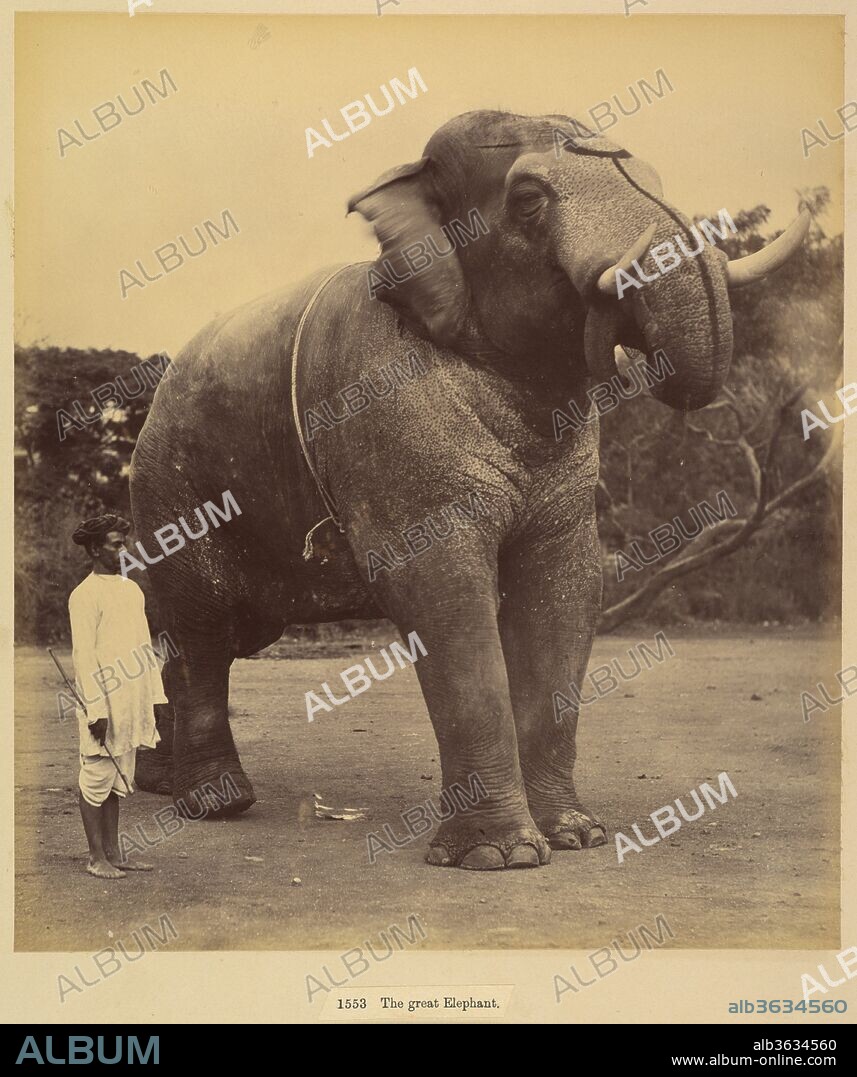 The Great Elephant. Artist: Lala Deen Dayal (Indian, Sardhana 1844-1905). Dimensions: Image: 24.1 x 21.2 cm (9 1/2 x 8 3/8 in.)
Mount: 30 x 37.7 cm (11 13/16 x 14 13/16 in.). Date: 1885-1900.