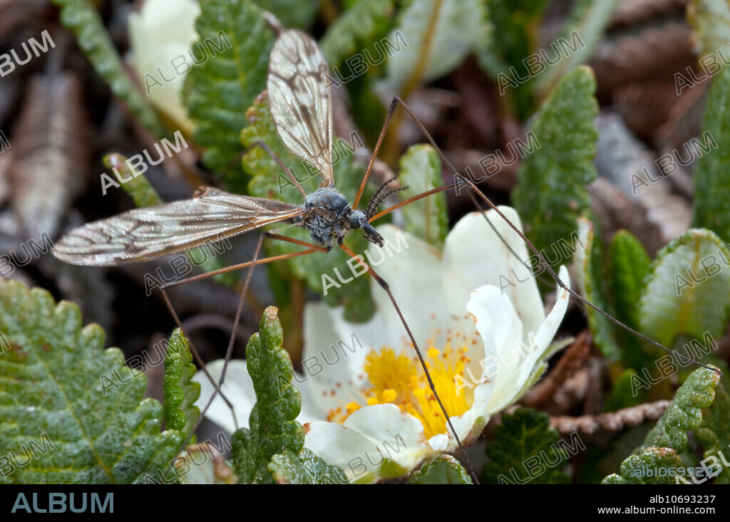 Crane Fly (Family Tipulidae) on Alpine Avens (Dryas octopetala), a tundra plant. Photographed on the summit of Whistler Mountain, Jasper National Park, Canada. This is an extremely harsh environment in which to have crane flies.