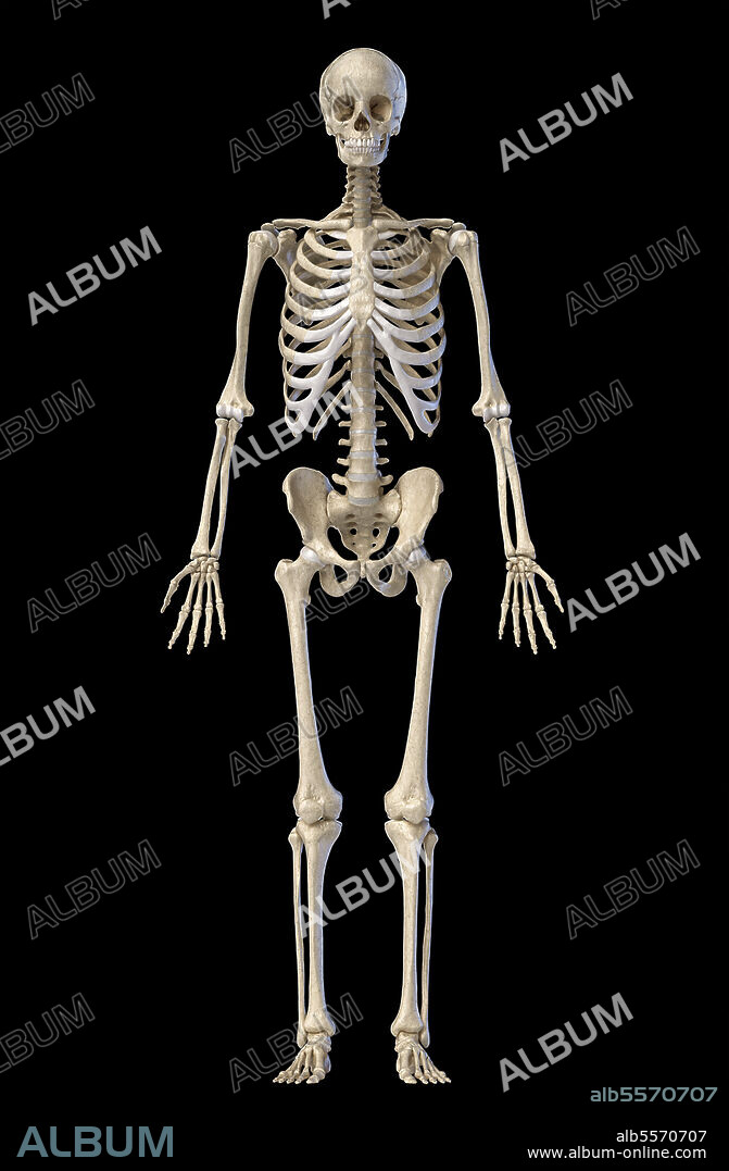 3D illustration of full body human skeletal system, front view on black background.