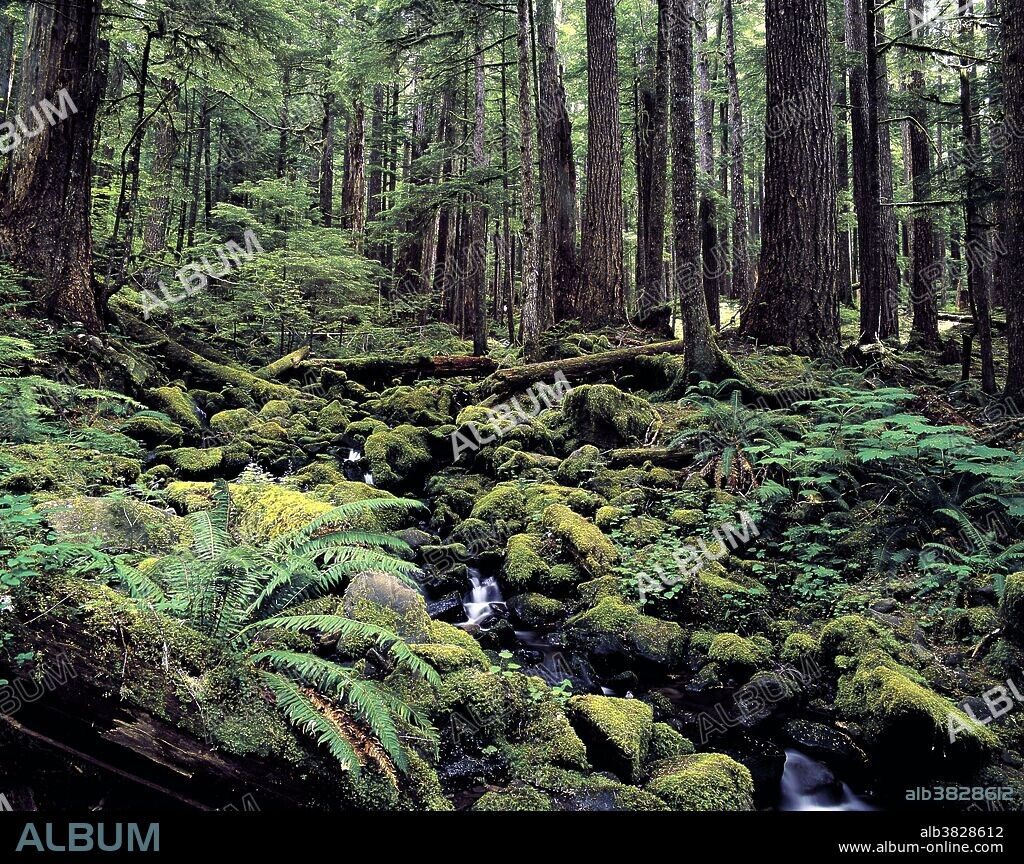 Old growth temperate rainforest, Sol Duc Falls area, Olympic National Park, Washington.