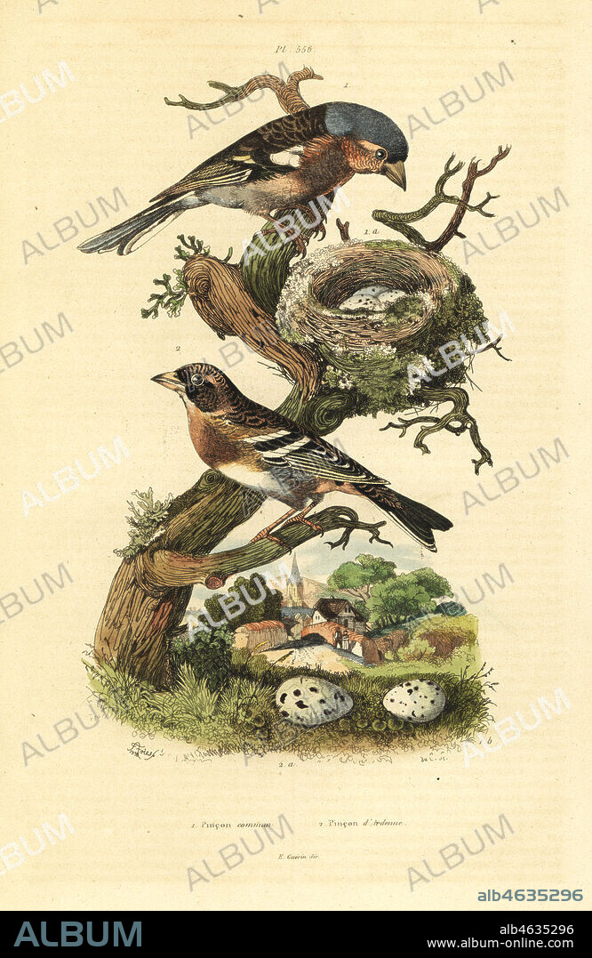 Common chaffinch, Fringilla coelebs, nest and eggs, and brambling, Fringilla montifringilla with eggs Pinson commun et pinson d'Ardenne. Handcoloured steel engraving by du Casse after an illustration by Adolph Fries from Felix-Edouard Guerin-Meneville's Dictionnaire Pittoresque d'Histoire Naturelle (Picturesque Dictionary of Natural History), Paris, 1834-39.