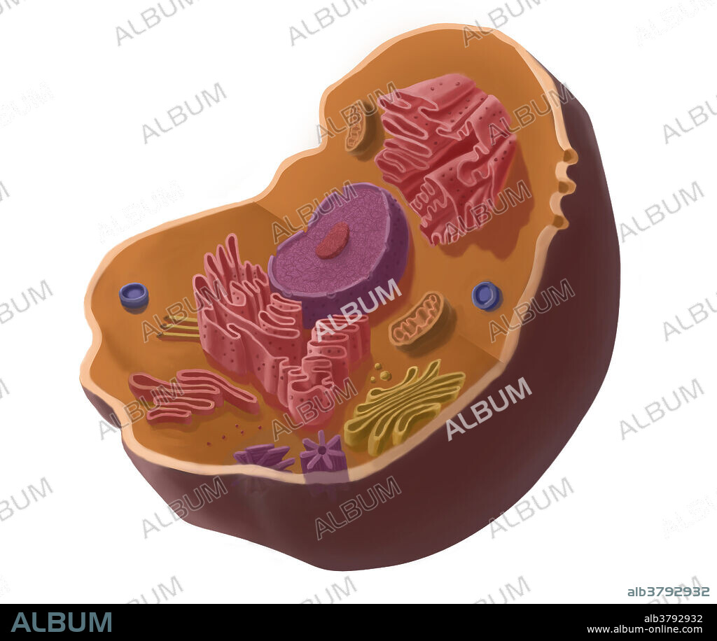 Illustration of animal cell. The cell has a nucleus in its centre, that contains chromatin constituted of DNA, and nucleole, composed of RNA and proteins. Around the nucleus, we find the endoplasmic reticulum, then the Golgi's apparatus, mitochondria, centrioles, and finally the cytoskeleton that structures the cell. Vesicles enable the passage of various substances into and out of the cell.