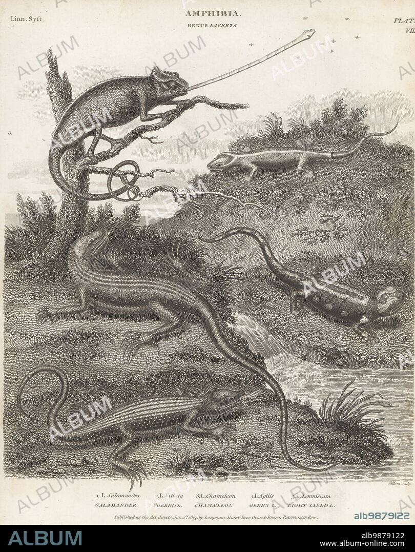 Fire salamander, Salamandra salamandra 1, tinos green lizard, Lacerta citrovittata 2, chamaeleon catching flies with its tongue, Chamaeleo chamaeleon 3, sand lizard, Lacerta agilis 4 and rainbow lizard, Cnemidophorus lemniscatus 5. Copperplate engraving by Thomas Milton from Abraham Rees' Cyclopedia or Universal Dictionary of Arts, Sciences and Literature, Longman, Hurst, Rees, Orme and Brown, Paternoster Row, London, January 1, 1813.