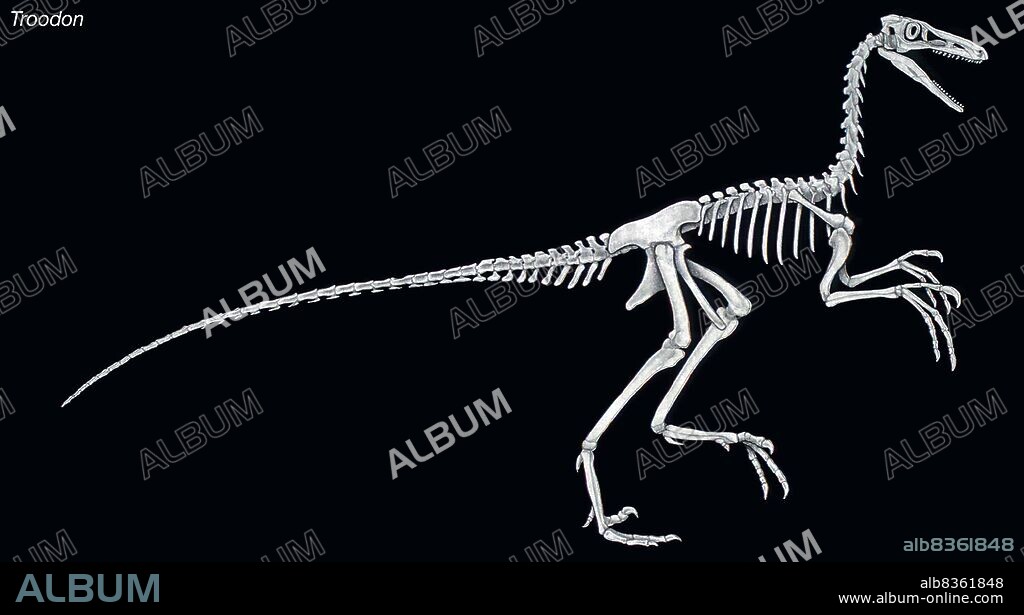 Skeleton of the dinosaur Troodon, a late Cretaceous birdlike predator with large eyes and a relatively large brain.