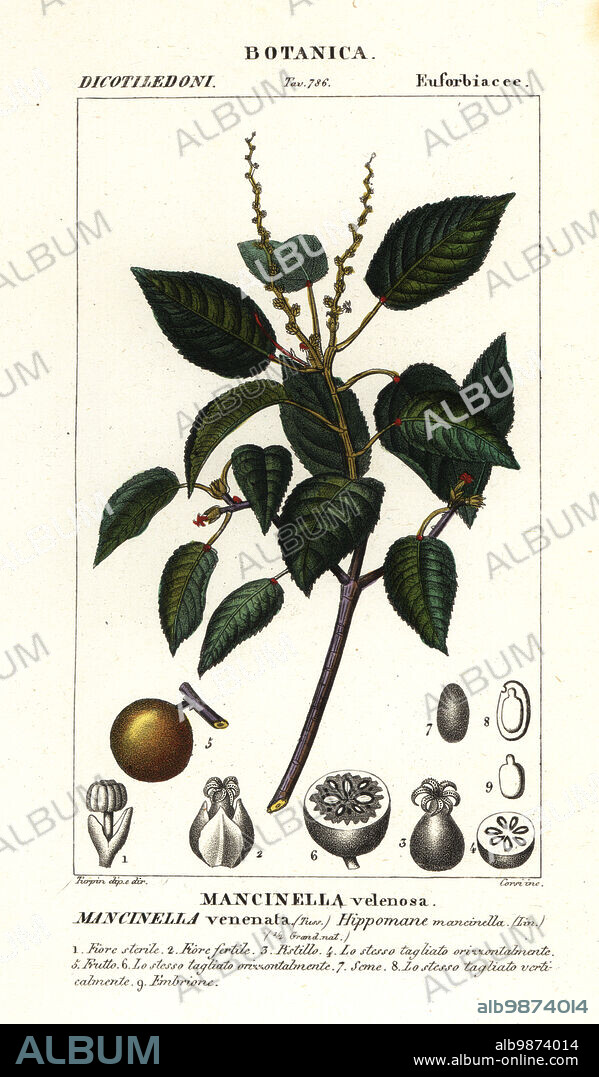 Manchineel or beach apple tree, Hippomane mancinella. Mancinella venenata, Mancinella velenosa. Handcoloured copperplate stipple engraving from Antoine Laurent de Jussieu's Dizionario delle Scienze Naturali, Dictionary of Natural Science, Florence, Italy, 1837. Illustration engraved by Corsi, drawn and directed by Pierre Jean-Francois Turpin, and published by Batelli e Figli. Turpin (1775-1840) is considered one of the greatest French botanical illustrators of the 19th century.