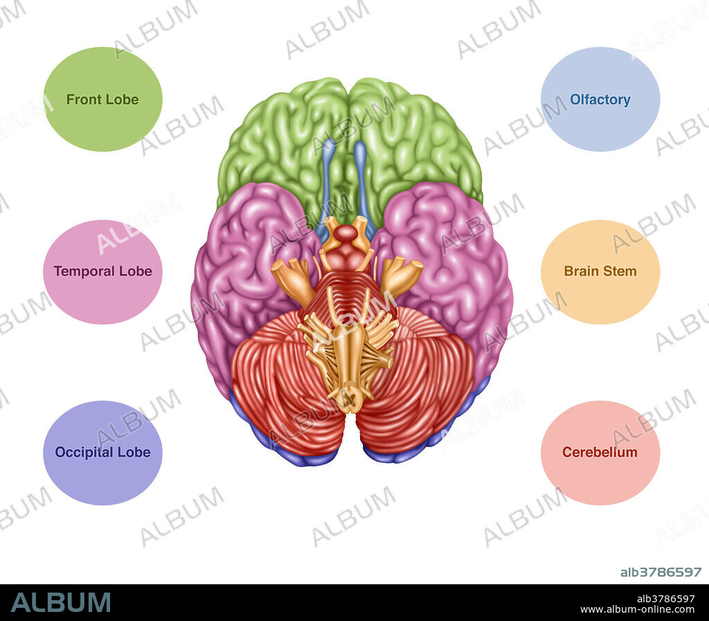 Colour coded brain depicting the following areas from an inferior view: frontal lobe (green), temporal lobe (pink), occipital lobe (purple), olfactory (blue), brain stem (orange), cerebellum (orangish-pink).