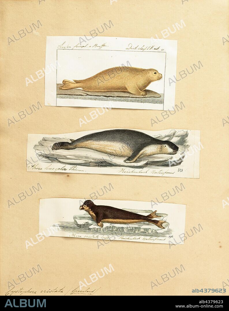 Cystophora cristata, Print, The hooded seal (Cystophora cristata) is a large phocid found only in the central and western North Atlantic, ranging from Svalbard in the east to the Gulf of St. Lawrence in the west. The seals are typically silver-grey or white in colour, with black spots that vary in size covering most of the body. Hooded seal pups are known as "blue-backs" because their coats are blue-grey on the back with whitish bellies, though this coat is shed after 14 months of age when the pups molt., 1700-1880.