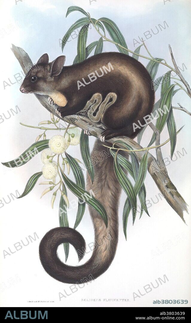 Yellow-bellied glider (Petaurus australis, formerly Belideus flaviventer) from The Mammals of Australia, written and published by John Gould, 1863. Printed by Taylor and Francis, London. This gliding possum is found in forests of eastern Australia.