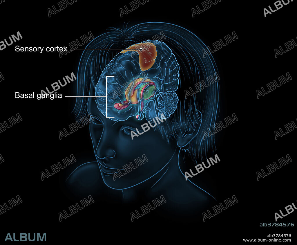 An illustration of the limbic system, structures in the brain which play a role in emotion, behaviour, motivation, long-term memory, and olfaction. The thalamus is highlighted in green, while the hippocampus is highlighted in red. The basal ganglia which includes the caudate nucleus, lenticular nucleus, and amygdala are highlighted in yellow. The sensory cortex is also highlighted in orange and plays a role in somatic sensation, visual stimuli, and movement planning.