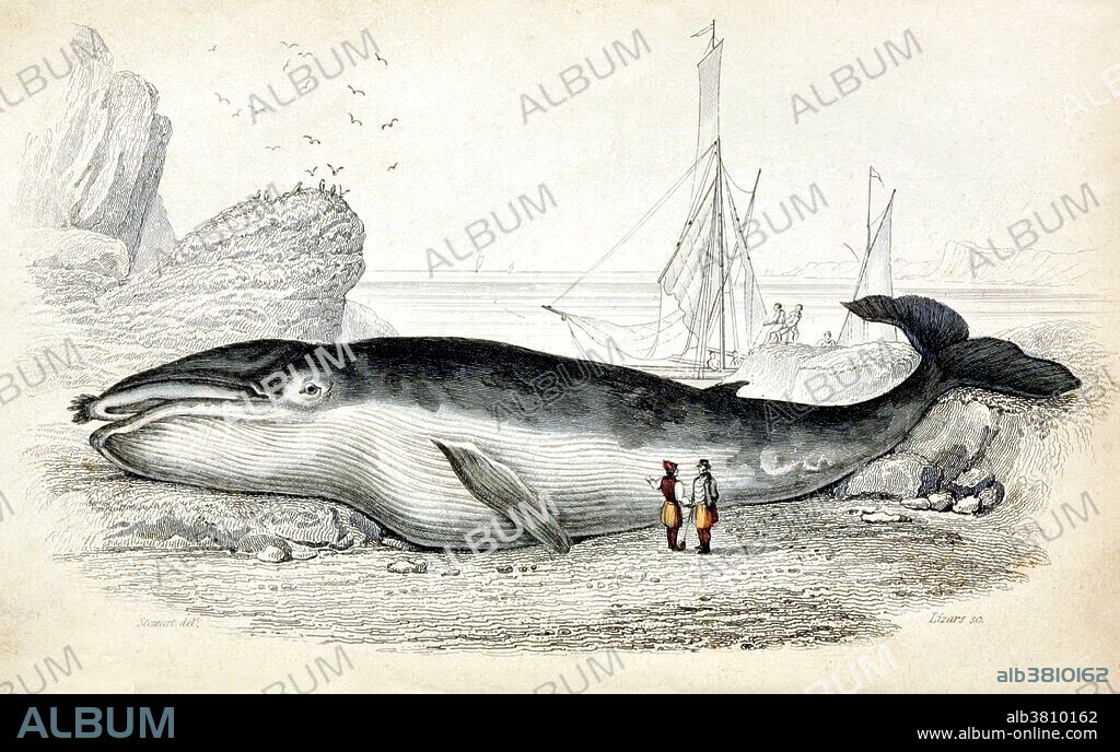 Great Northern Rorqual. The blue whale (Balaenoptera musculus) is a marine mammal belonging to the baleen whales (Mysticeti). Once fast catcher boats and explosive harpoons became available in the latter half of the 1800s, all rorquals were catchable and, as the largest was most profitable, the Blue Whale became the primary target. Catches were made primarily on the summer feeding grounds - the North Atlantic, North Pacific and mostly, the Antarctic Ocean. Nearly 30,000 animals were taken in 1930, and the raw churning power of the largest creature in existence almost left the planet forever. By 1966 when the species received global protection only a century after it became the most hunted creature on Earth, over a third of a million Blue Whales had been slaughtered. Whaling is the hunting of whales primarily for meat and oil. Its earliest forms date to at least 3000 BC. Whales by Robert Hamilton, 1843.
