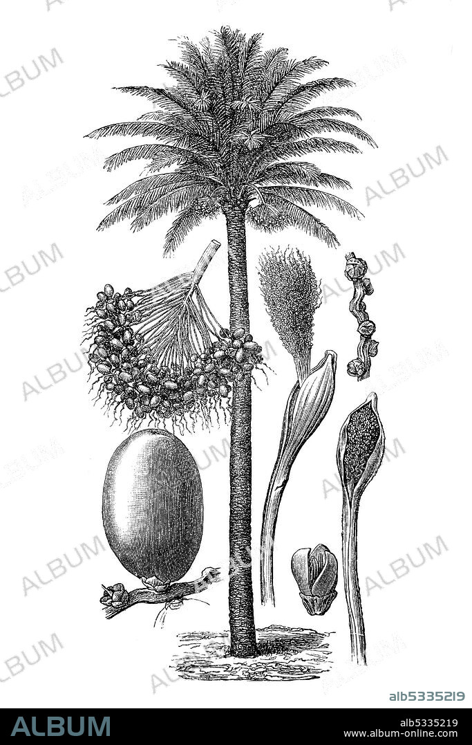 Palm, date palm, Phoenix dactylifera, with male spadix, female flower and fruit, woodcut from 1880  /   Palmen, Dattelpalme, mit männlichem Blütenkolben, weiblicher Blüte und Frucht, Holzschnitt aus dem Jahre 1880, Historisch, historical, digital improved reproduction of an original from the 19th century / digitale Reproduktion einer Originalvorlage aus dem 19. Jahrhundert,.