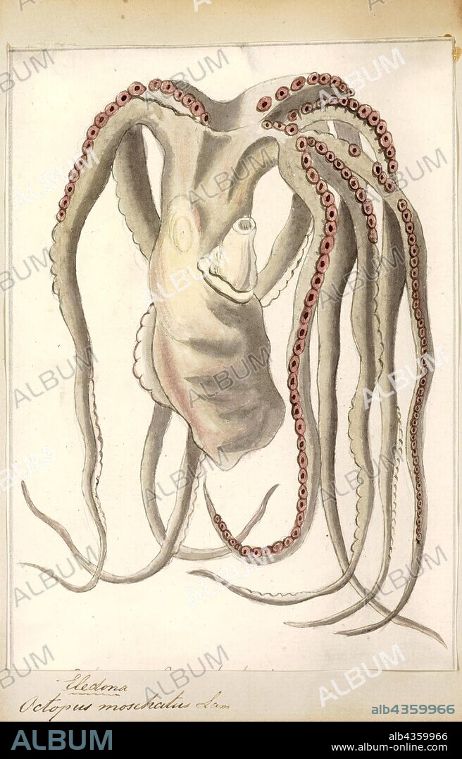 Octopus moschatus, Print, Eledone moschata, the musky octopus, is a species of octopus belonging to the family Octopodidae.