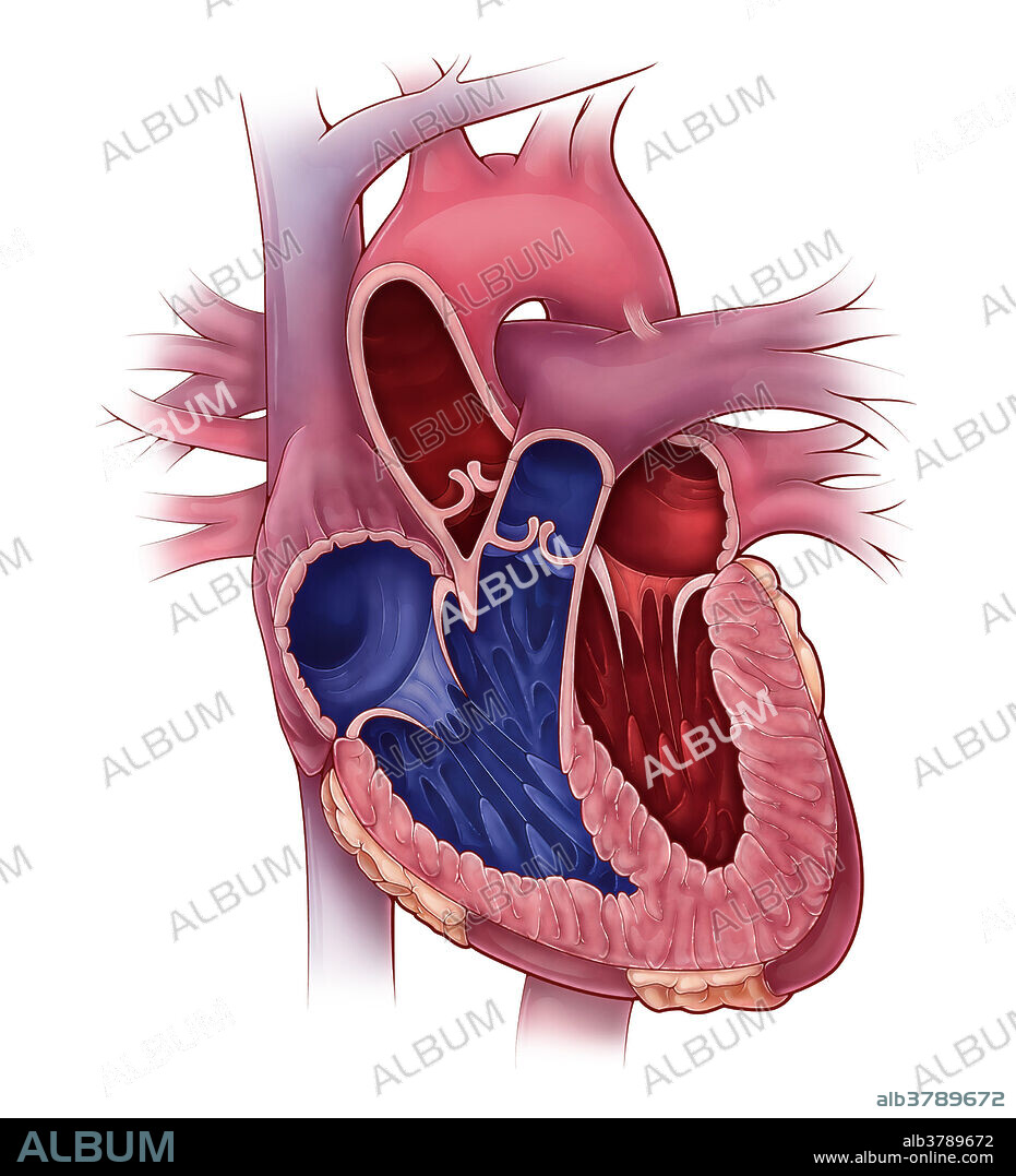 Chambers of the Heart