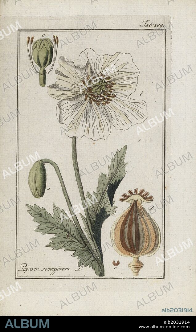 Opium poppy, Papaver somniferum. Handcoloured copperplate botanical engraving from Johannes Zorn's "Afbeelding der Artseny-Gewassen," Jan Christiaan Sepp, Amsterdam, 1796. Zorn first published his illustrated medical botany in Nurnberg in 1780 with 500 plates, and a Dutch edition followed in 1796 published by J.C. Sepp with an additional 100 plates. Zorn (1739-1799) was a German pharmacist and botanist who collected medical plants from all over Europe for his "Icones plantarum medicinalium" for apothecaries and doctors.