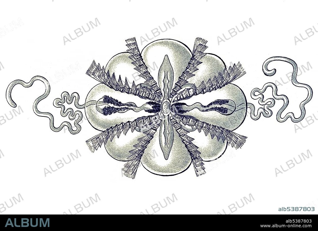Historic illustration, tablet 27, title Ctenophorae, jellyfish, name Hormiphora, 1/ Haeckelia rubra, Mertensiidae family, view from above, enlarged 8x, Ernst Haeckel, Kunstformen der Natur, "Artforms of Nature"