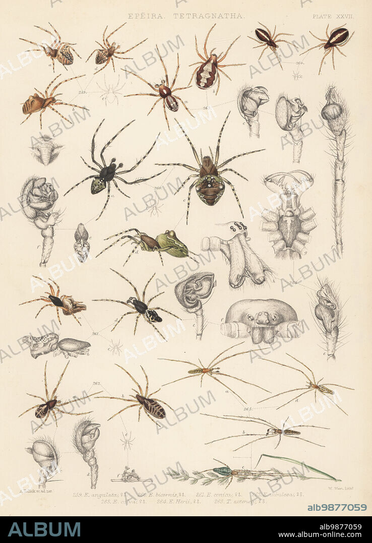 Orbweaver spiders. Araneus angulatus 259, Gibbaranea gibbosa 260, Cyclosa conica 261, striped orbweaver, Singa hamata 262, Hypsosinga albovittata 263, and Hypsosinga pygmaea 264. Handcoloured lithograph by W. West after Alfred Hollick from John Blackwalls A History of the Spiders of Great Britain and Ireland, Ray Society, London, 1861.