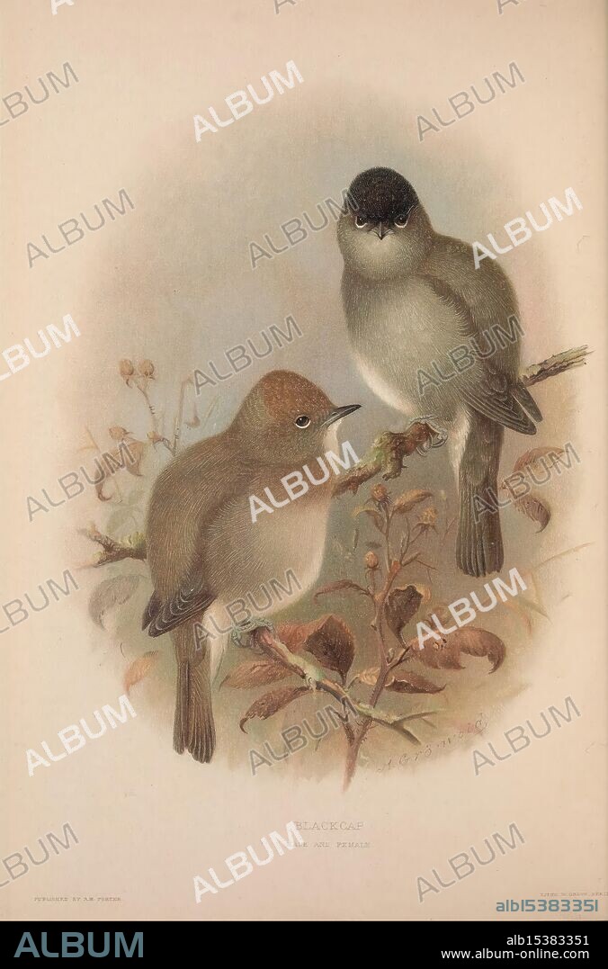 The, British, warblers, London, R.H. Porter, 1907-1914, birds, Great Britain, sylviidae, sylviaatricapilla, blackcap, ornithology, Two small birds perch gracefully on a branch adorned with delicate leaves. Their plumage is soft and muted, featuring subtle shades of brown and gray, which blend harmoniously with the natural surroundings. One bird tilts its head, displaying curiosity, while the other appears more composed, showcasing a round body and distinct features. The background is gentle and organic, enhancing the serene and intimate portrayal of these charming avian subjects, inviting a sense of tranquility and appreciation for nature.